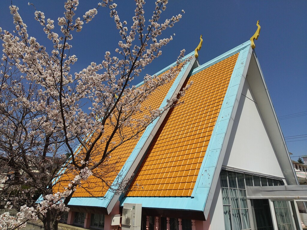 ７０年の大阪万博のカンボジア館パビリオン（現広陵町集会所）と桜