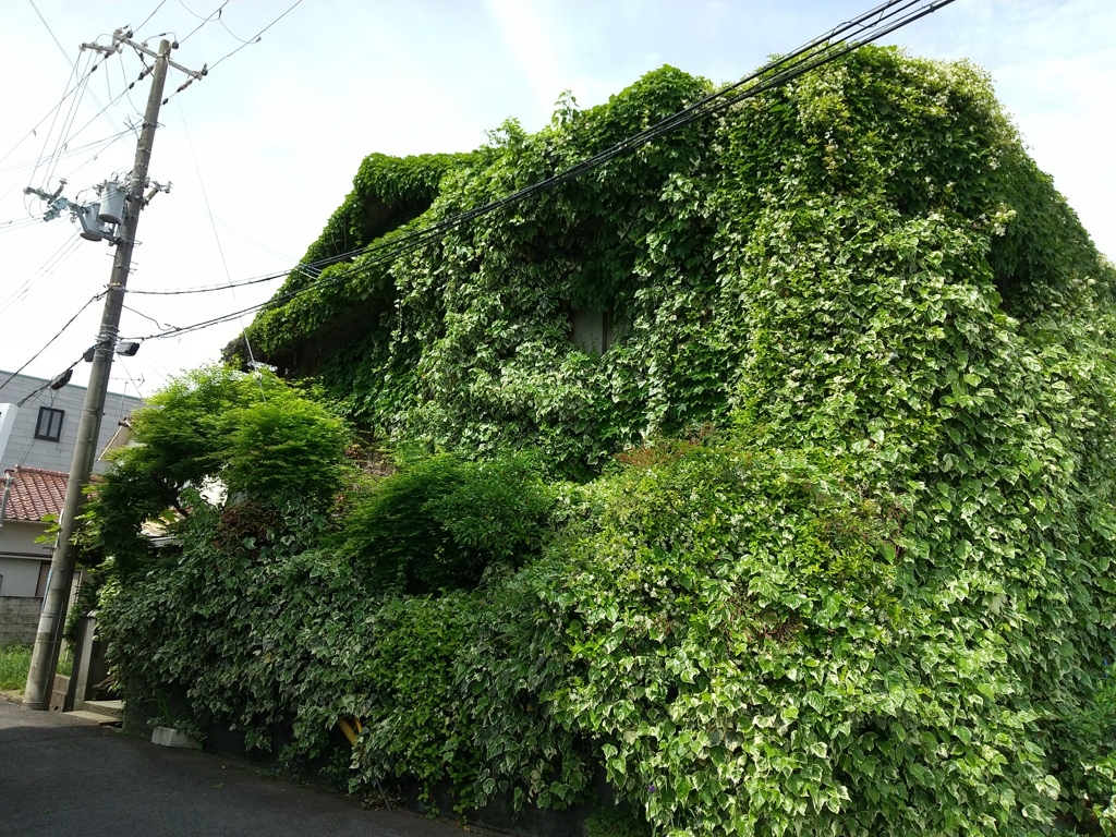 ツタ家