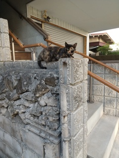 ゴツゴツ上にネコ科のモフモフが今日もいました