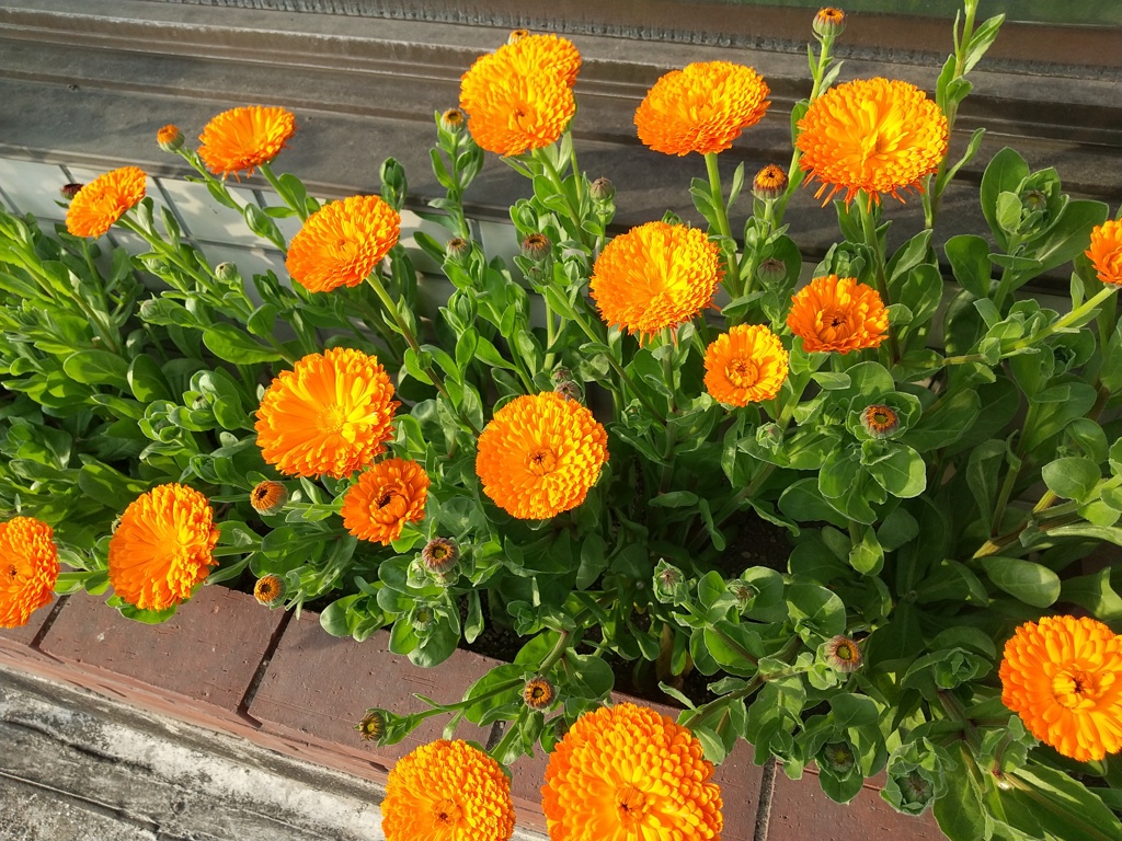 大好きなキンセンカの花が咲いてました