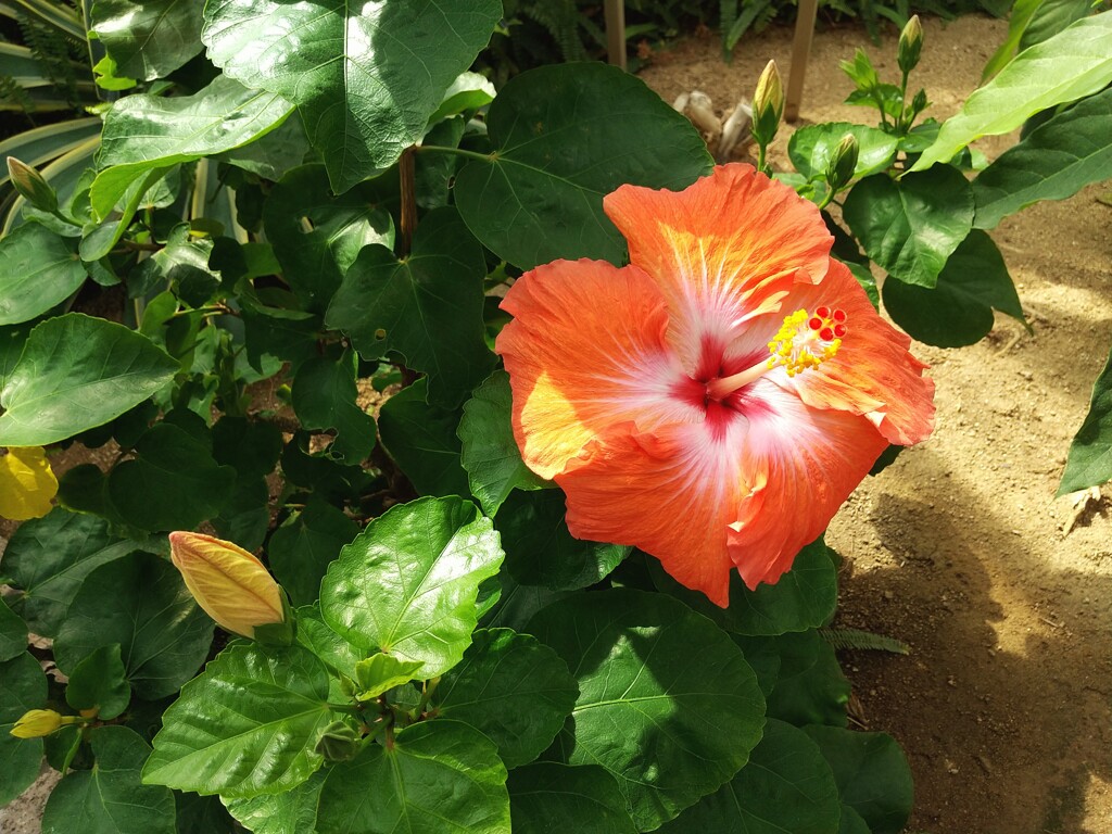 いつ来ても咲いてるっぽいハイビスカスの花