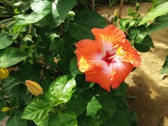 いつ来ても咲いてるっぽいハイビスカスの花