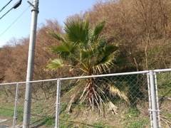 悪石島のボゼっぽかった