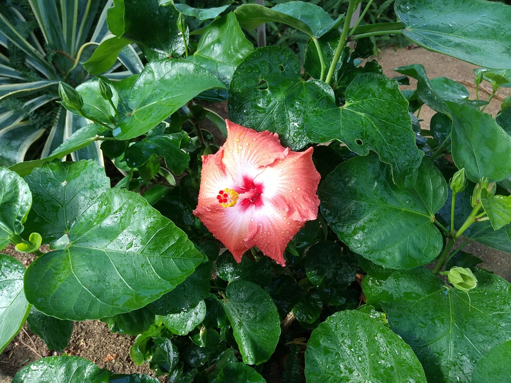 きれいなハイビスカスの花が咲いていました