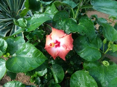 きれいなハイビスカスの花が咲いていました