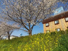 Ｈ県Ｈ市某所でソロ花見