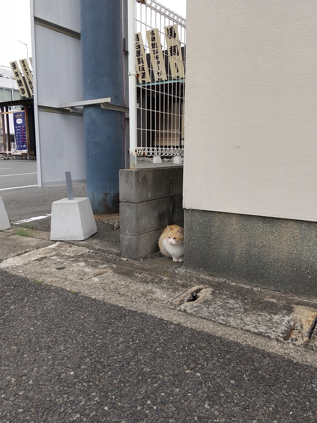 ネコ科の生物を写真におさめました