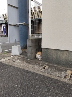 ネコ科の生物を写真におさめました