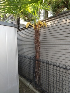 フェンスと塀に挟まれて生える姫路一不憫なシュロの木に花が咲いてました