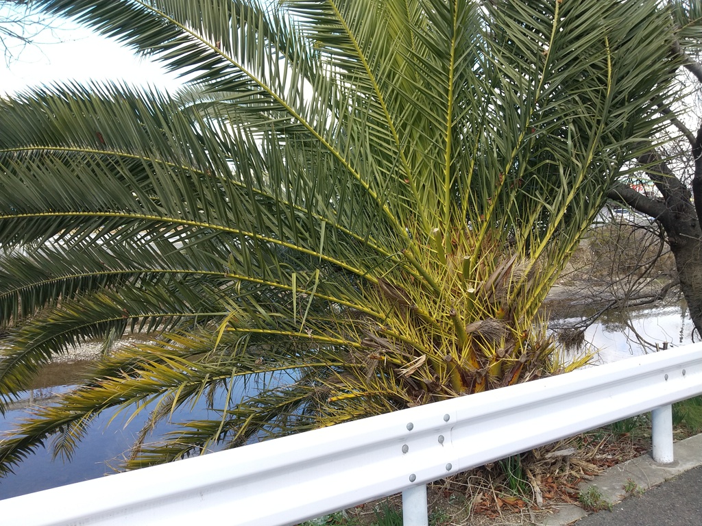 ヤマアラシ感