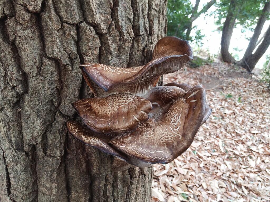 謎茸（平茸？）
