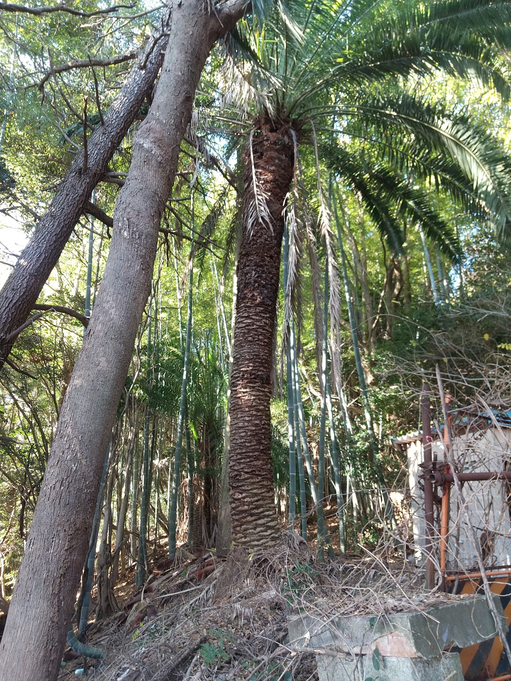 一ノ谷の南洋植物園跡を探索しました