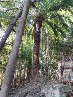 一ノ谷の南洋植物園跡を探索しました