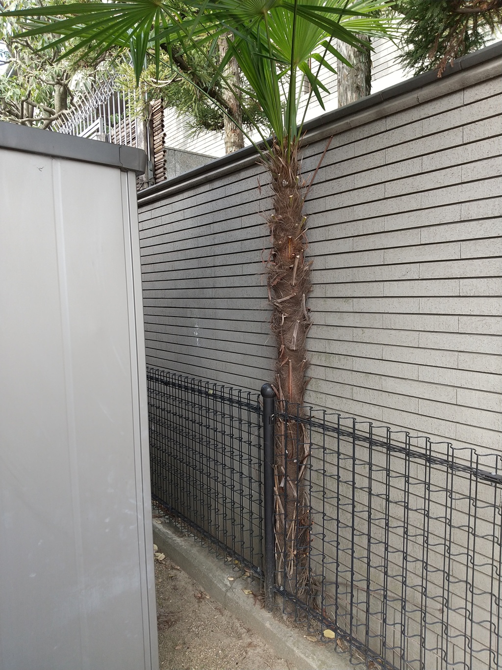 姫路一不憫なシュロの木が剪定されてエビフライみたくなってる