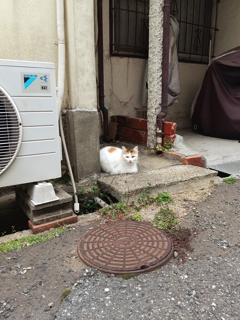 ネコ科の生物を写真におさめました