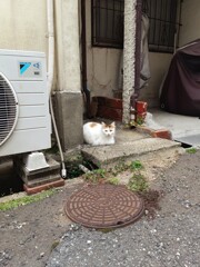 ネコ科の生物を写真におさめました