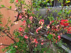 大好きなボケの花が咲いてました