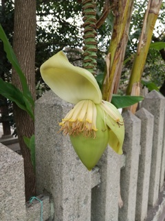 九月の下旬に撮った姫路神社のバショウの花