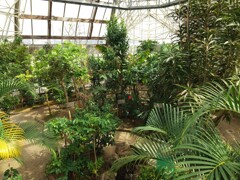 ９９％の姫路市民が存在を知らない（ような気がする）市川ふれあい緑地の熱帯植物園