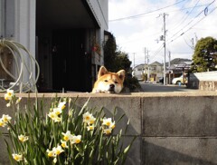 犬と水仙