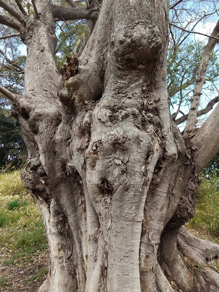 怪樹