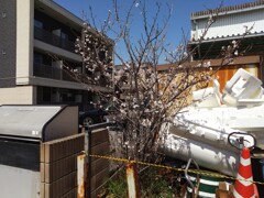 掃き溜めっぽいとこに桜
