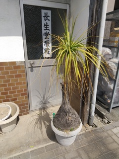 トックリランカツカツ