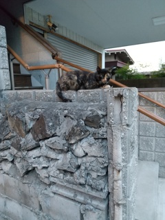 ゴツゴツ上のモフモフ