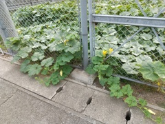 なんきんがエスケープしてた