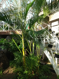 熱帯植物園内