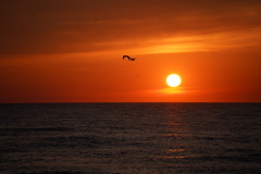 夕日とカモメ