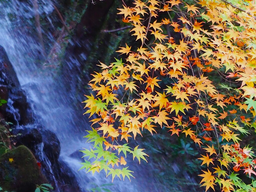 紅葉