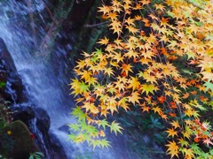 紅葉