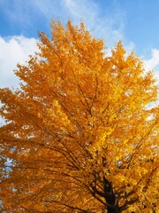 紅葉