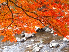 紅葉