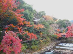 紅葉