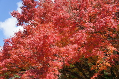 紅葉