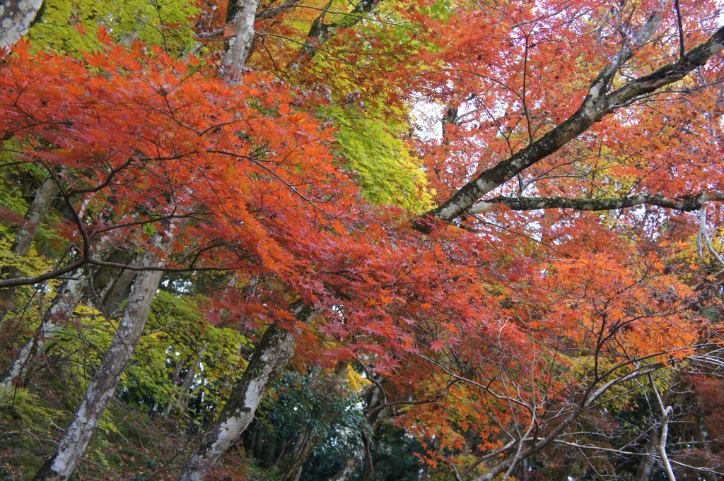 紅葉