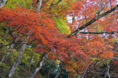 紅葉