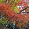 紅葉