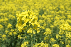 菜の花