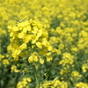 菜の花