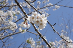 桜