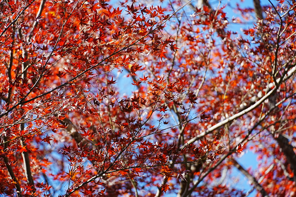 紅葉