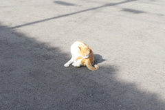 ねこ(2018)