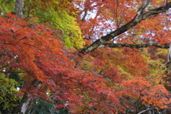 紅葉