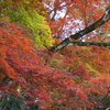 紅葉