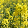 菜の花