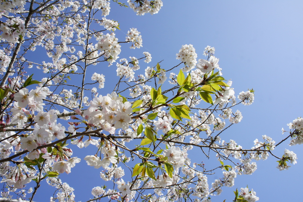 桜