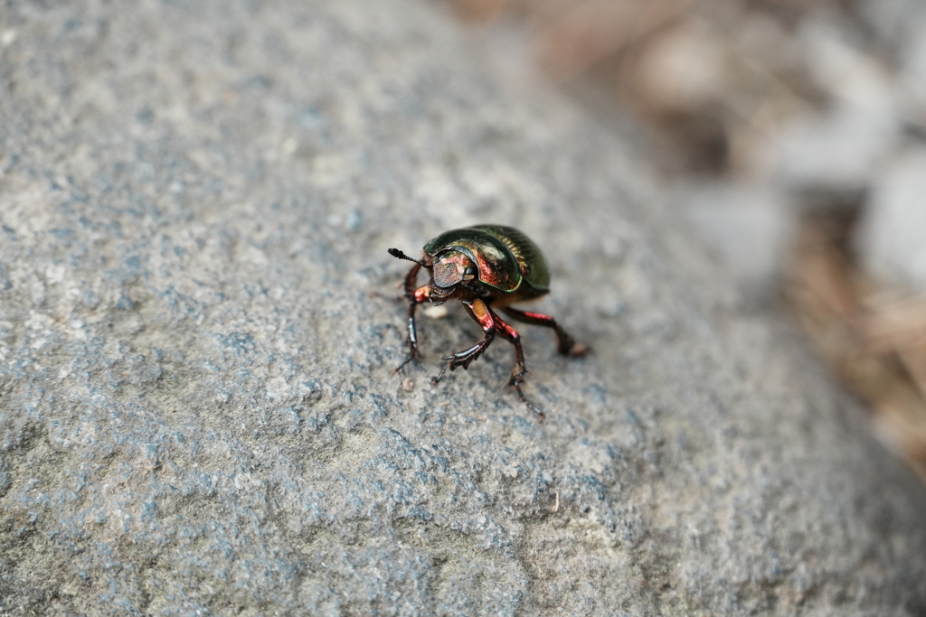 オオセンチコガネ